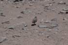 a_0095_small.jpg